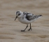 Sanderling