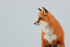 Red Fox side view, Churchill, Canada