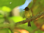 Yellowish Flycatcher perched, Costa Rica