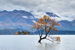 Wanaka Tree