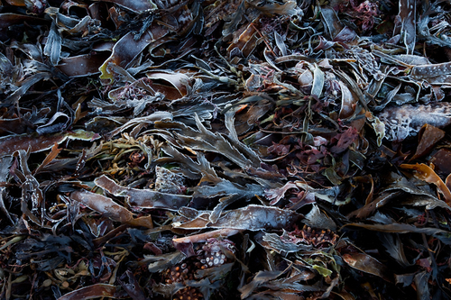 A jumble of different coloured seaweed with a coating of frost.