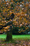Tree - 2890