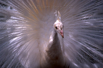 White Peacock 01