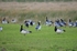 Barnacle Geese