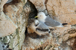 Kittiwakes