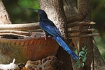 Green Wood Hoopoe
