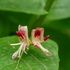 Alpine honeysuckle (Lonicera alpigena