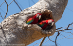 Pantanal Brazil 2015 portfolio