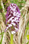 Lady Orchid