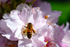 Honey Bee on Cherry Blossom - DSC_8496