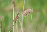 Savi's Warbler
