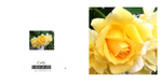 038 Single yellow Rose