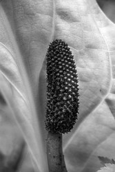 Pacific Northwest portfolio