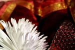 Flowers Set 03 - 12