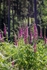 Forest Foxgloves No 2