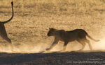Chasing tails