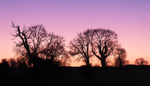 22nd January Silhouetted