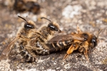 Andrena flavipes