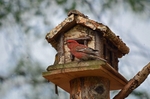 Pine Grosbeak
