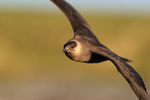 Arctic Skua in flight close view, Flatanger, Norway