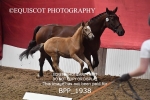 BPP_1938