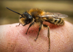 Andrena clarkella (m)