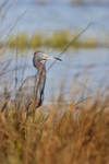 Little Blue Heron in grass, Fort De Soto, Florida