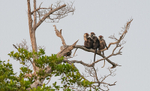 White-collared mangabeys