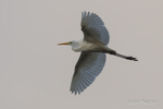 Great White Egret - Portmore Lough - 6 of 6