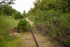 Overgrowth