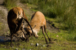 Red Deer Rut