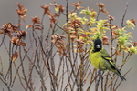 Black-chinned Siskin (male), Sea Lion Island, Falklands