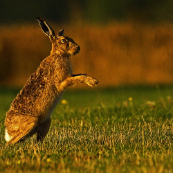 Brown Hare