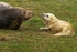Grey Seal And Her Pup