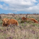 Dartmoor
