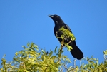 Carrion Crow