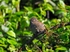 Dunnock