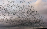 Starlings
