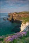 Dunluce Castle Sea Pinks (IMG1227)