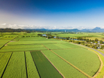 Tumbulgum Cane Fields