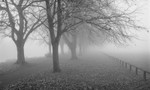 2430 - Avenue in Fog