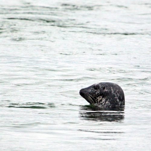 Grey Seal