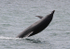 100726 DOLPHIN OFF SLAPTON IMG_6352