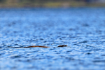 Eurasian Otter swimming in a loch on the Isle of Mull