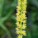 Tofield's asphodel (Tofieldia calyculata) also Alpine asphodel
