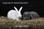 equiscot1995