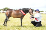 Miniature Horse Championship portfolio