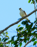 Pearl Kite portfolio