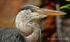 Sharp Beak