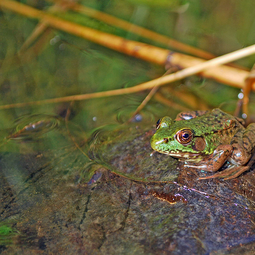 Mink Frog